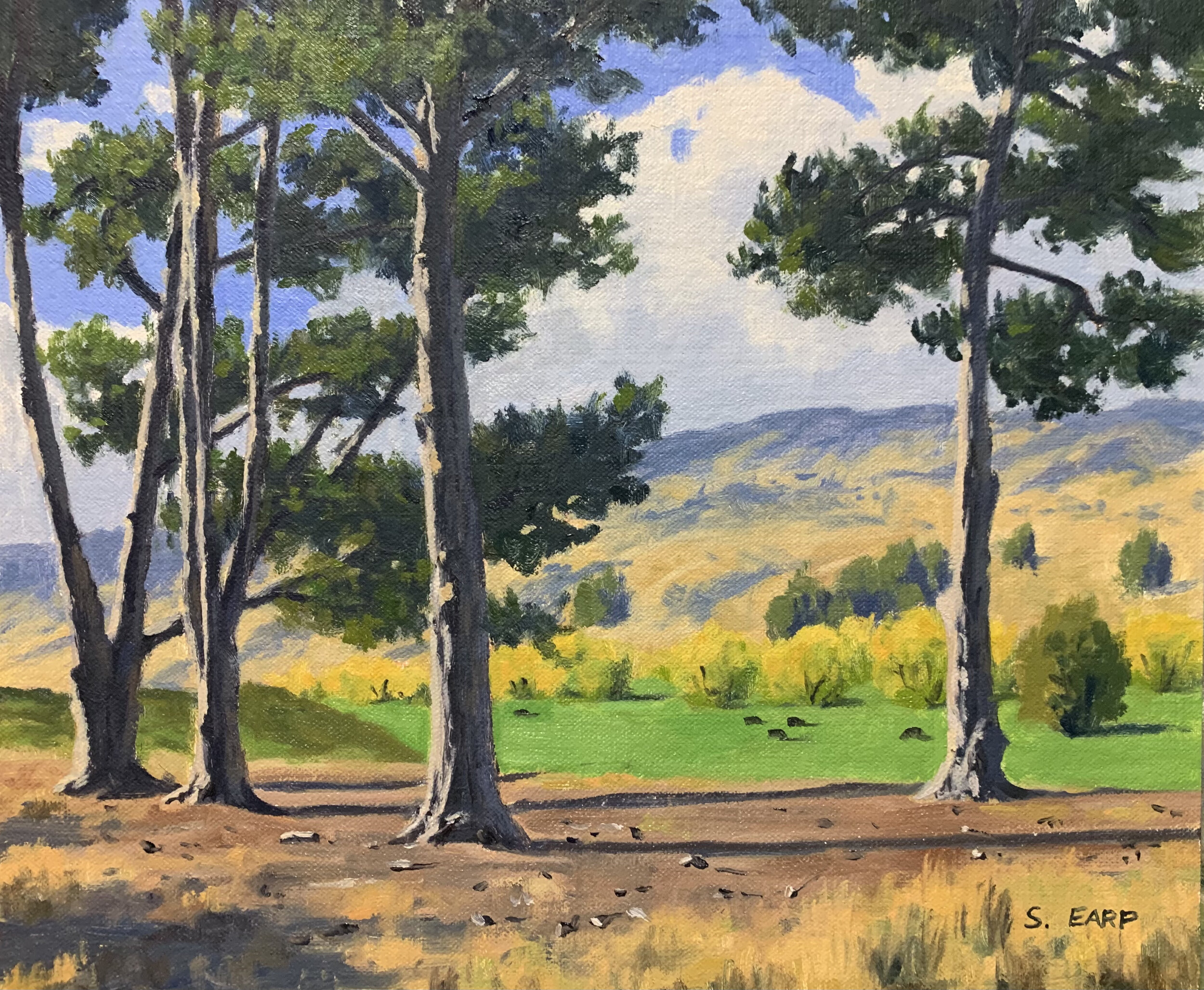 Pine Trees - Otago - oil painting - Samuel Earp.jpeg