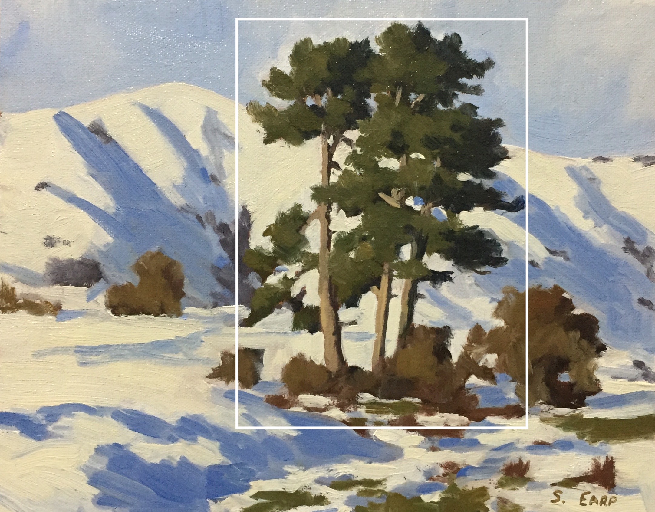 Pine Trees - Tobins Track - Samuel Earp - plein air copy.jpg